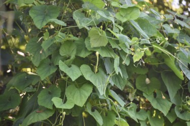 カラスウリのツボミ