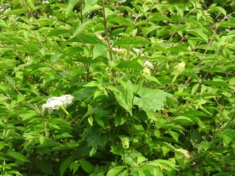 カラスウリの花