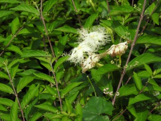 カラスウリの花