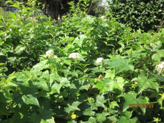 カラスウリの花