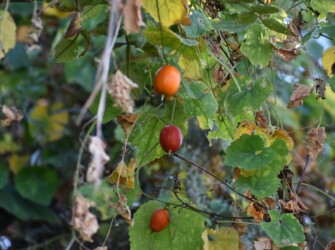 カラスウリの花