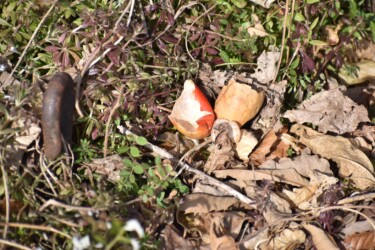鳥に食べられた実