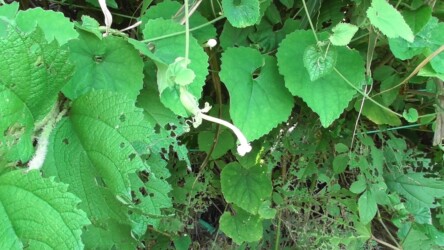 子房が膨らんだ萎んだ花