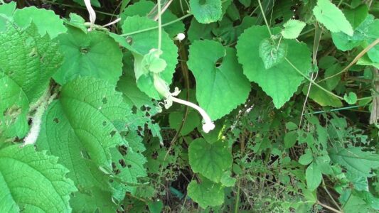 子房が膨らんだ萎んだ花