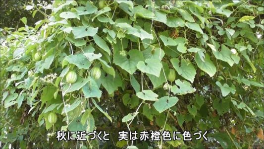 できてきた実