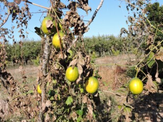 キカラスウリか?