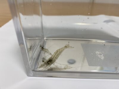 ヌマエビか?