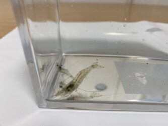 ヌマエビか?