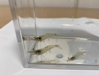ヌマエビか?