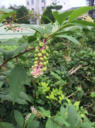 ヨウシュヤマゴボウ