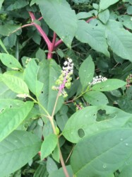 ヨウシュヤマゴボウ