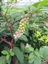 ヨウシュヤマゴボウ