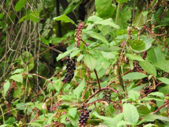 ヨウシュヤマゴボウ