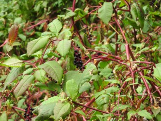 ヨウシュヤマゴボウ