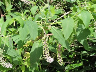 ヨウシュヤマゴボウ