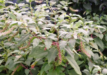 ヨウシュヤマゴボウ