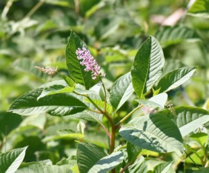 ヨウシュヤマゴボウ