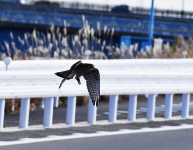 カマキリを捕ったチョウゲンボウ