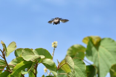 飛び立つハナムグリ