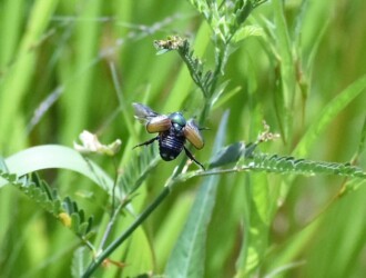 飛び立つハナムグリ