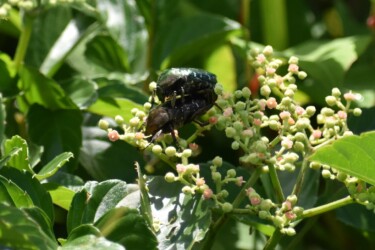 交尾中のハナムグリ