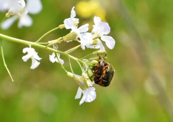 交尾中のハナムグリ
