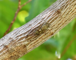 ツクツクボウシのオス