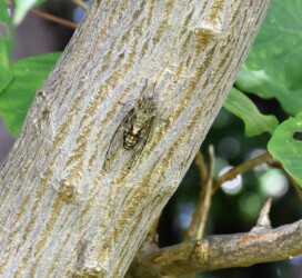 ツクツクボウシのオス