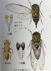 図鑑のオスとメスの違い