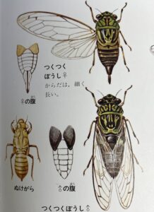 図鑑のオスとメスの違い