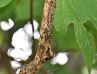 呆然とするオス