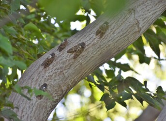 集まるアブラゼミ