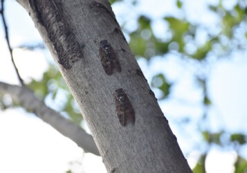 集まるアブラゼミ