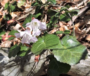 オオイワウチワ