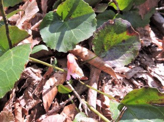 オオイワウチワ