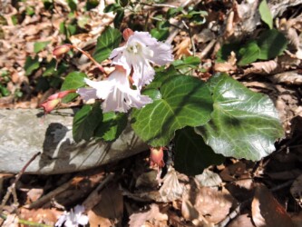 オオイワウチワ