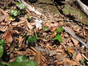 オオイワウチワ