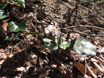 オオイワウチワ