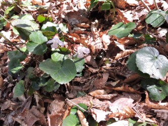 オオイワウチワ