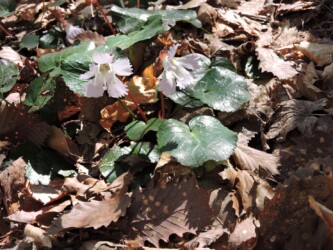 オオイワウチワ