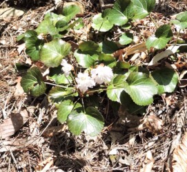 オオイワウチワ