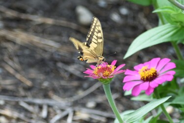 ヒャクニチソウを吸蜜するキアゲハ