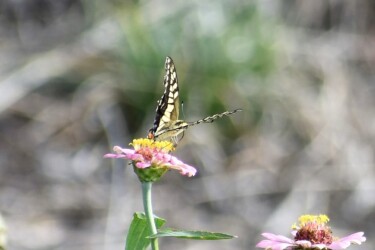 ヒャクニチソウを吸蜜するキアゲハ