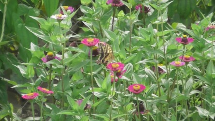 ヒャクニチソウを吸蜜するキアゲハ