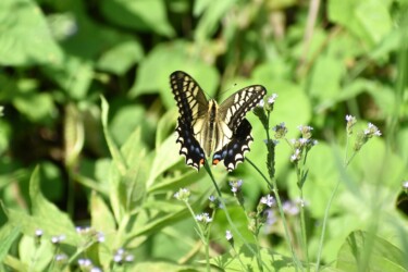 アレチハナガサを吸蜜するキアゲハ