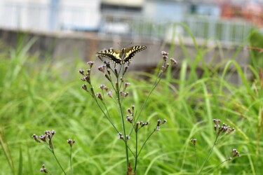 アレチハナガサを吸蜜するキアゲハ
