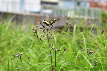 アレチハナガサを吸蜜するキアゲハ