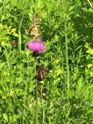 アザミを吸蜜するキアゲハ