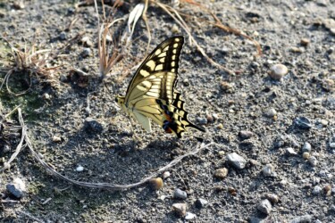 吸水するキアゲハ
