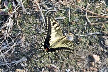 吸水するキアゲハ